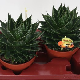 Алоэ Космо ( Aloe Cosmo ) W 17 см H 30 см