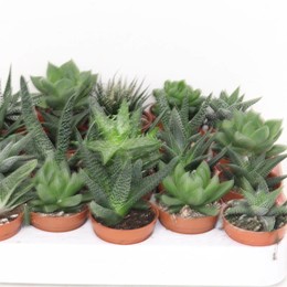 Алоэ Хавортия Смешанная ( Aloe Haworthia Mixed ) W 5,5 см H 1 см