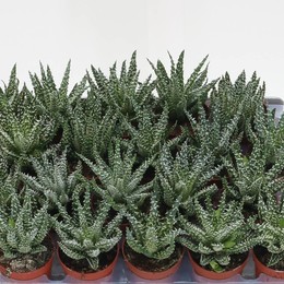 Алоэ Гумилис ( Aloe Humilis ) W 7 см H 20 см