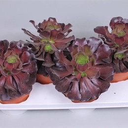 Aeonium Ab. Велюр ( Aeonium Ab. Velours ) W 17 см H 32 см