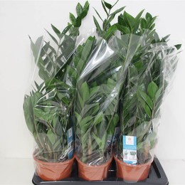 Замиифол 5 Весна ( Zamioculcas Zamiifol 5 Veer ) W 17 см H 75 см