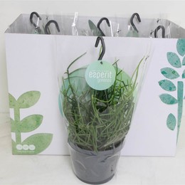 Рипсалис Пульхра ( Rhipsalis Pulchra Hangpot ) W 17 см H 25 см