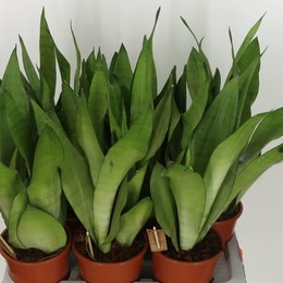 Сансевиерия Самогонный аппарат ( Sansevieria Moonshine ) W 17 см H 65 см