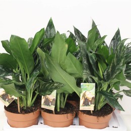 Всплеск Аглаонемы ( Aglaonema Splash ) W 17 см H 60 см