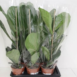 Фикус Водолазный Лиратный ( Ficus Divers Lyrata ) W 17 см H 80 см