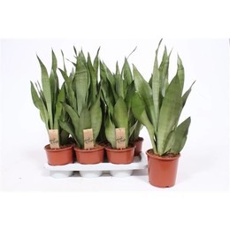 Сансевиерия Самогонный аппарат ( Sansevieria Moonshine ) W 17 см H 60 см