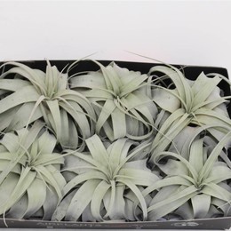 Ксерограф Тилландсии ( Tillandsia Xerograph ) W 18 см H 18 см