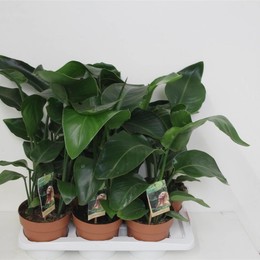 Стрелиция Николай ( Strelitzia Nicolai ) W 17 см H 70 см 2