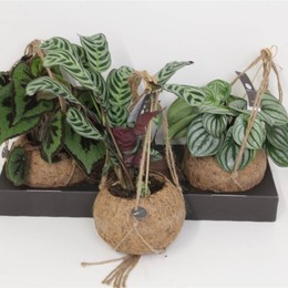 Коко Ктенанте Амагрис Джунглевый Микс ( Koko Ctenanthe Amagris Junglemix ) W 17 см H 70 см