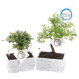 Бонсай Смешанный Горшок Easy Carex Из Гранита Ume 17 см, Вид C ( Bonsai Mixed Easy Carex Pot In W17c