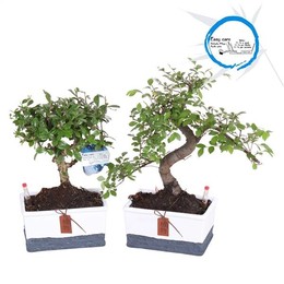 Смешанный Горшок для Бонсай Easy Carex Из Двухцветной Керамики Ume 17 см ( Bonsai Mixed Easy Carex P