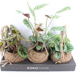 Arr3 Kokoplant-Смешанный Интенсив в джунглях ( Arr3 Kokoplant -jungle Mixed Intenz ) W 17 см H 70 см