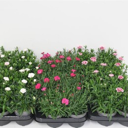 Гвоздика Osc Смешанная ( Carnation Osc Mixed ) W 10,5 см H 21 см