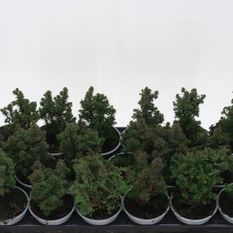Верхняя точка Chamaecyparis Thyo ( Chamaecyparis Thyo Top Point ) W 10 см H 20 см