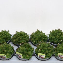 Камнеломка Ар Тур Белая ( Saxifraga Ar Tour White ) W 12 см H 20 см