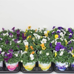 Виола Ко Голубой Карнавал ( Viola Co Blue Carnaval ) W 12 см H 20 см