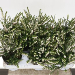 Эрика Да Уайт Совершенна ( Erica Da White Perfec ) W 11 см H 16 см