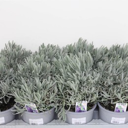 Лавандула узколистная ( Lavandula Angustifolia ) W 14 см H 20 см