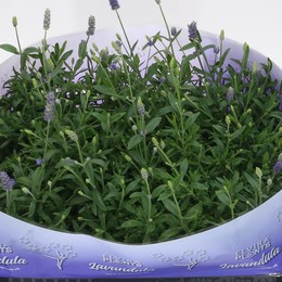 Лавандула Ангус Хидкот ( Lavandula Angus Hidcote ) W 10,5 см H 26 см
