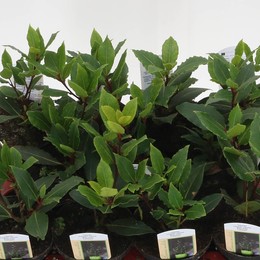Победа Знаменитого ( Laurus Nobilis ) W 11 см H 25 см