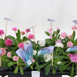 Характеристика Люизии ( Lewisia Cotyledon ) W 12 см H 20 см