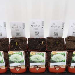 Чесночный Гладиатор ( Allium Gladiator ) W 11 см H 25 см