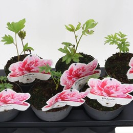 Пион Пола Фэй ( Peony Paula Fay ) W 15 см H 25 см