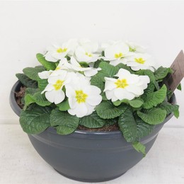 Primula Acaulis остроумный переворот ( Primula Acaulis wit Coup ) W 27 см H 20 см
