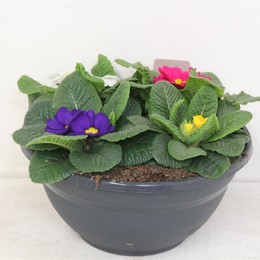 Primula Acaulis Смешанный Смешанный Переворот Pp ( Primula Acaulis Mixed Mixed Pp Coup ) W 27 см H 2
