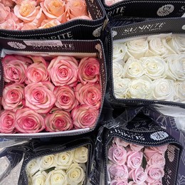 Rosa MIX (Роза Микс ) В40 SUNRITE