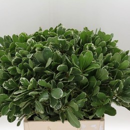 Pittosporum ilan (Питтоспорум Илан) В40