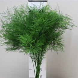 Treefern (Триферн) В60