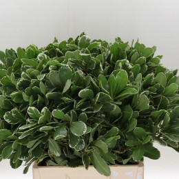 Pittosporum ilan (Питтоспорум Илан) В50