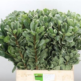 Pittosporum ilan (Питтоспорум Илан) В70