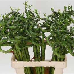 Dracaena Lucky Bamboo Spiraal (Драцена Лаки Бамбу Спираль)В60