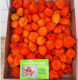 Physalis lampion los(Физалис Лампион лос)В5