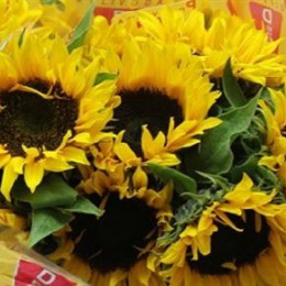 Helianthus sunrich orange(Подсолнух санрич оранж) В70