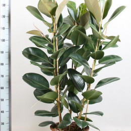 Ficus Gemengd Elastica (Фикус Геменд Эластика) В17