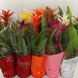 Guzmania Gemengd (Гузмания Геменд) В12