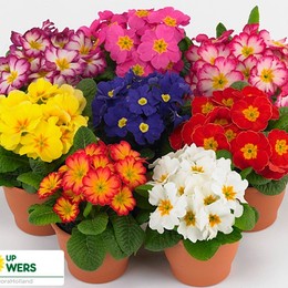 Primula Ob Sweet Kiss Gemengd (Примула Свит Кисс Геменд) В12