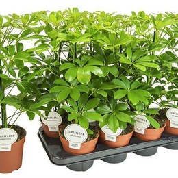 Schefflera Nora (Шеффлера Нора) В13