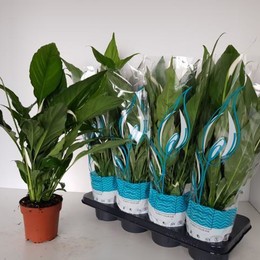 Spathiphyllum Sweet Chico (Спатифиллум Свит Чико) В17