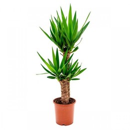 Yucca Enkel Stam 2 (Юкка Энкель Стам 2) В21