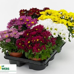 Chrysanth Gemengd Gevuld (Хризантема Геменд Гевулд) В12