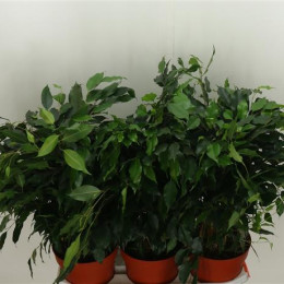 Ficus Danielle (Фикус Даниель) В17