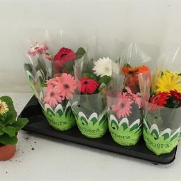 Gerbera Gemengd (Гербера Геменд) В12