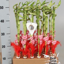 Lucky Bamboo Stem Spiral (Лаки Бамбу Стем Спираль) В5