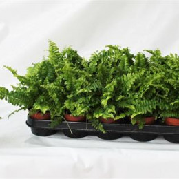 Nephrolepis Ex Boston Bell (Нефролепсис Бостон Белл) В12