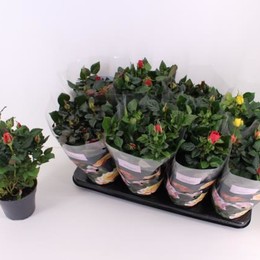 Rosa Patio Gemengd (Роза Патио Геменд) В13