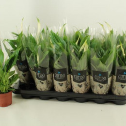 Spathiphyllum Silver Cupido (Спатифиллум Сильвер Купидо) В17